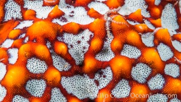 Starfish Sea Star Detail, Sea of Cortez, Mexico, Isla San Diego, Baja California