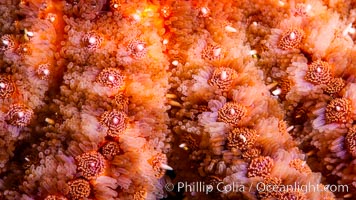 Starfish detail, sea star skin details, Vancouver Island, Canada