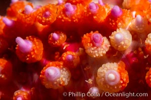 Starfish detail, sea star skin details, Vancouver Island, Canada