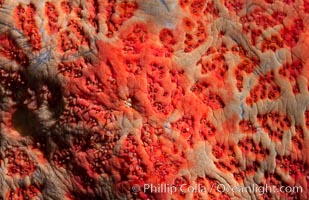 Starfish detail, sea star skin details, Vancouver Island, Canada