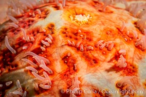 Starfish detail, sea star skin details, Vancouver Island, Canada