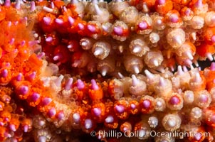 Starfish detail, sea star skin details, Vancouver Island, Canada