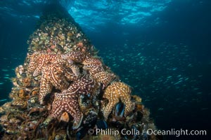Starfish on Oil Rig Ellen underwater structure, covered in invertebrate life, Long Beach, California