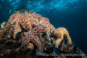 Starfish on Oil Rig Ellen underwater structure, covered in invertebrate life, Long Beach, California