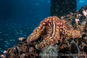 Starfish on Oil Rig Elly underwater beams, Long Beach, California