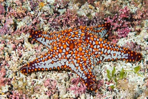 Starfish, Sea of Cortez, Isla San Diego, Baja California, Mexico