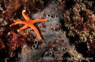 Starfish and sulfur sponge on rocky California reef