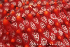 Starfish (sea star), dorsal surface detail. Punte Vicente Roca, Galapagos Islands, Ecuador, natural history stock photograph, photo id 07017