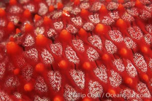 Starfish (sea star), dorsal surface detail, Punte Vicente Roca