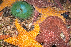Starfish, seastars and anemones cover the rocks in a intertidal tidepool, Puget Sound, Washington