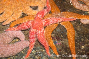 Starfish, seastars and anemones cover the rocks in a intertidal tidepool, Puget Sound, Washington