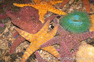 Starfish, seastars and anemones cover the rocks in a intertidal tidepool, Puget Sound, Washington