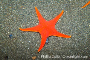 Unidentified starfish