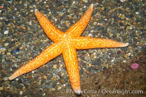 Unidentified starfish