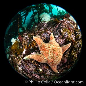 Colorful starfish (sea stars) cling to the reef, covered with invertebrate life. Browning Pass, Vancouver Island.