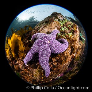 Colorful starfish (sea stars) cling to the reef, covered with invertebrate life. Browning Pass, Vancouver Island.