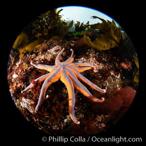 Colorful starfish (sea stars) cling to the reef, covered with invertebrate life. Browning Pass, Vancouver Island