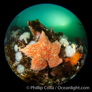 Colorful starfish (sea stars) cling to the reef, covered with invertebrate life. Browning Pass, Vancouver Island