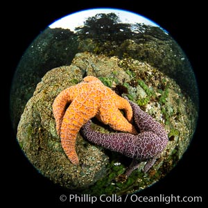 Colorful starfish (sea stars) cling to the reef, covered with invertebrate life. Browning Pass, Vancouver Island