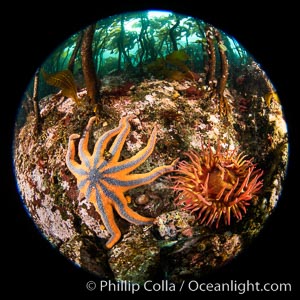 Colorful starfish (sea stars) cling to the reef, covered with invertebrate life. Browning Pass, Vancouver Island