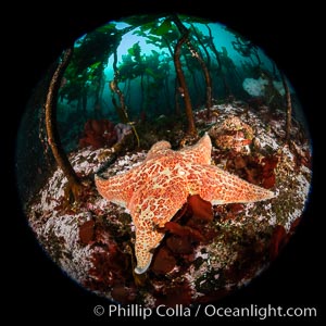 Colorful starfish (sea stars) cling to the reef, covered with invertebrate life. Browning Pass, Vancouver Island