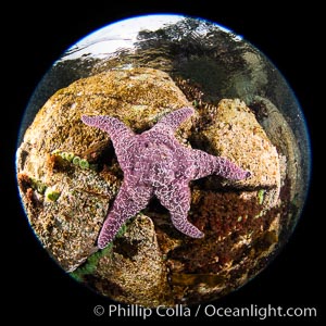 Colorful starfish (sea stars) cling to the reef, covered with invertebrate life. Browning Pass, Vancouver Island