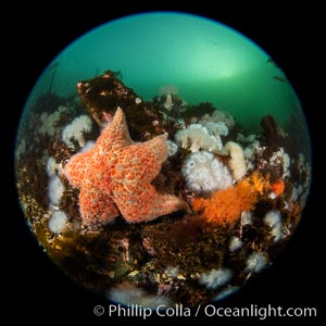 Colorful starfish (sea stars) cling to the reef, covered with invertebrate life. Browning Pass, Vancouver Island