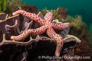 Starfish on Sponge with Marine Algae, Kangaroo Island, South Australia
