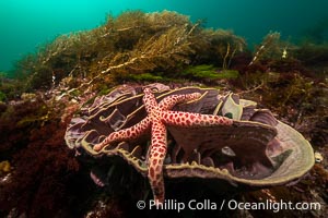 Starfish on Sponge with Marine Algae, Kangaroo Island, South Australia