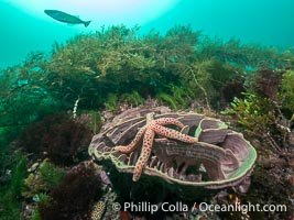 Starfish on Sponge with Marine Algae, Kangaroo Island, South Australia