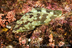 Starry grouper, Sea of Cortez, Baja California, Mexico, Isla Las Animas