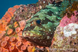 Starry grouper, Sea of Cortez, Baja California, Mexico, Isla Las Animas