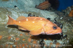 Starry rockfish, Sebastes constellatus