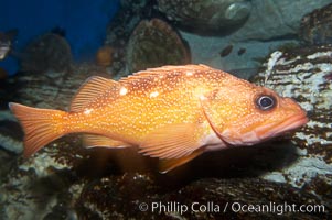 Starry rockfish, Sebastes constellatus