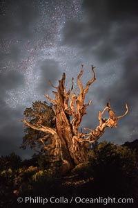 Stars and the Milky Way rise above ancient bristlecone pine trees, in the White Mountains at an elevation of 10,000' above sea level. These are some of the oldest trees in the world, some exceeding 4000 years in age.