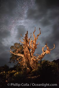 Stars and the Milky Way rise above ancient bristlecone pine trees, in the White Mountains at an elevation of 10,000' above sea level. These are some of the oldest trees in the world, some exceeding 4000 years in age, Pinus longaeva, Ancient Bristlecone Pine Forest, White Mountains, Inyo National Forest