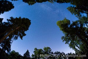 Stars and Trees, Milky Way, Palomar Mountain State Park