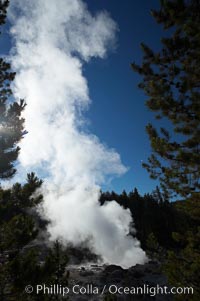 Steamboat Geyser steams (this is not an eruption!).  Steamboat Geyser is the worlds tallest active geyser, reaching heights of 300 feet, but it rarely erupts and then only unpredictably, Norris Geyser Basin, Yellowstone National Park, Wyoming