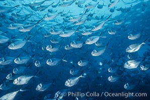 Steel pompano, Trachinotus stilbe, Isla Enderby