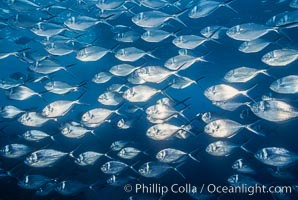 Steel pompano, Trachinotus stilbe, Isla Enderby