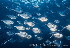 Steel pompano, Trachinotus stilbe, Isla Enderby