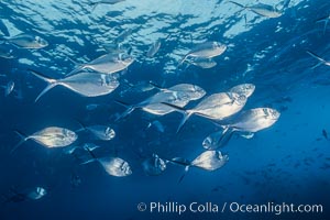 Steel pompano, Trachinotus stilbe, Isla Enderby