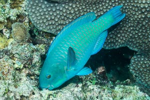 Steephead parrotfish, Chlorurus microrhinos, grazing on coral reef, Makogai Island, Lomaiviti Archipelago, Fiji