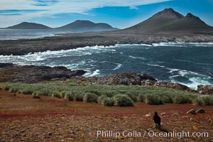 Steeple Jason Island, striated caracara in the foreground, southwestern exposure, looking south pass the isthmus toward the southern half of the island.  Steeple Jason is one of the remote Jason Group of Islands in the West Falklands.  Uninhabited, the island is spectacular both for its rugged scenery and its enormous breeding colony of black-browed albatross.  Steeple Jason Island is now owned and administered by the Wildlife Conservation Society, Phalcoboenus australis