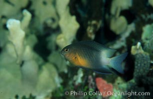 Bicolor damselfish, Stegastes partitus, Roatan