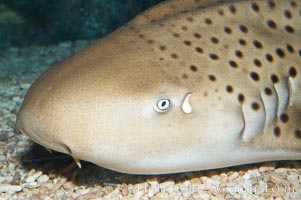 Zebra shark.  The zebra shark feeds on mollusks, crabs, shrimps and small fishes.  It can reach a length of 10 feet (3m), Stegostoma fasciatum