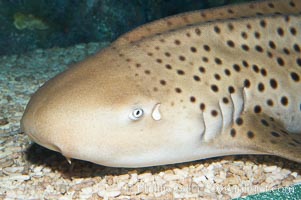 Zebra shark.  The zebra shark feeds on mollusks, crabs, shrimps and small fishes.  It can reach a length of 10 feet (3m), Stegostoma fasciatum