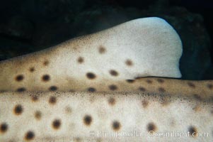 Zebra shark.  The zebra shark feeds on mollusks, crabs, shrimps and small fishes.  It can reach a length of 10 feet (3m), Stegostoma fasciatum