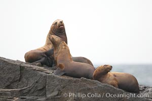 Steller sea lions (Northern sea lions) gather on rocks.  Steller sea lions are the largest members of the Otariid (eared seal) family.  Males can weigh up to 2400 lb, females up to 770 lb, Eumetopias jubatus, Chiswell Islands, Kenai Fjords National Park, Alaska