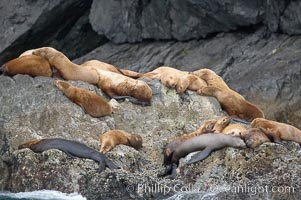 Steller sea lions (Northern sea lions) gather on rocks.  Steller sea lions are the largest members of the Otariid (eared seal) family.  Males can weigh up to 2400 lb, females up to 770 lb, Eumetopias jubatus, Chiswell Islands, Kenai Fjords National Park, Alaska